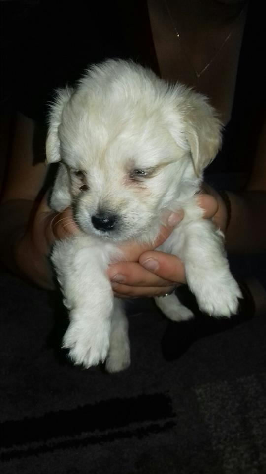 Maltezer