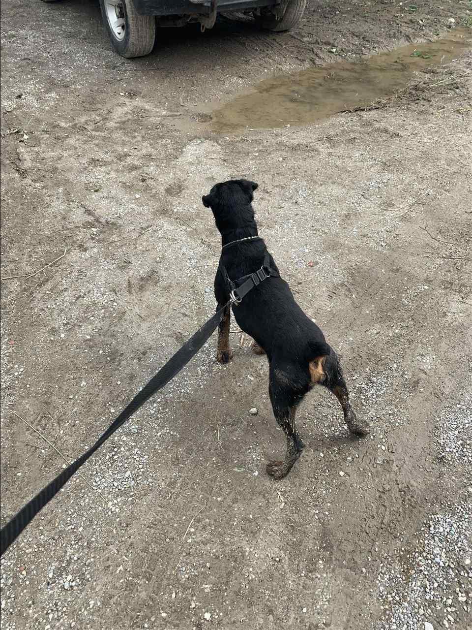 terrier-