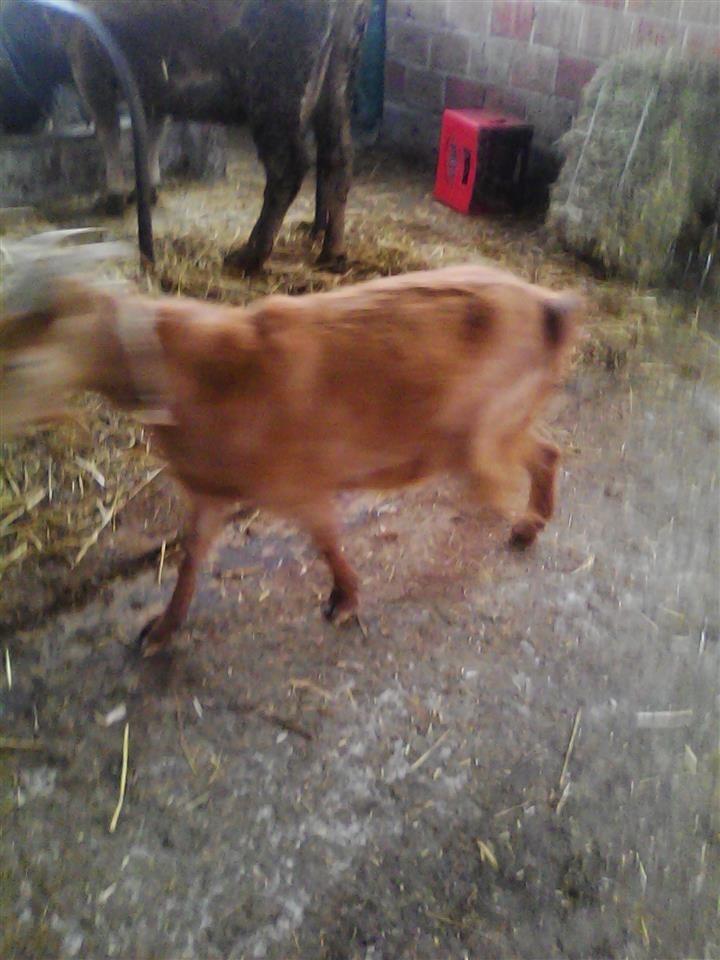 Dhija
