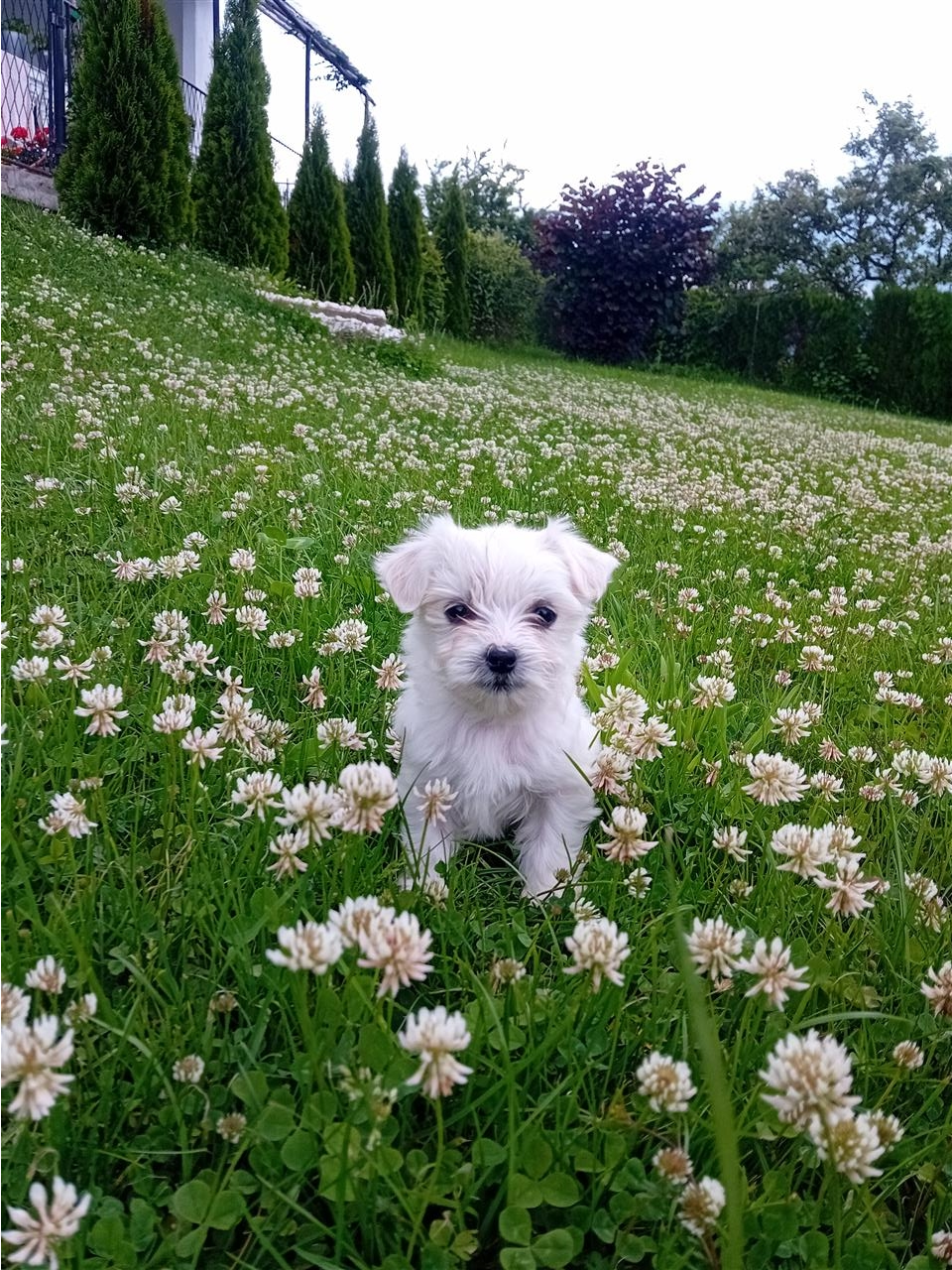 Maltezer