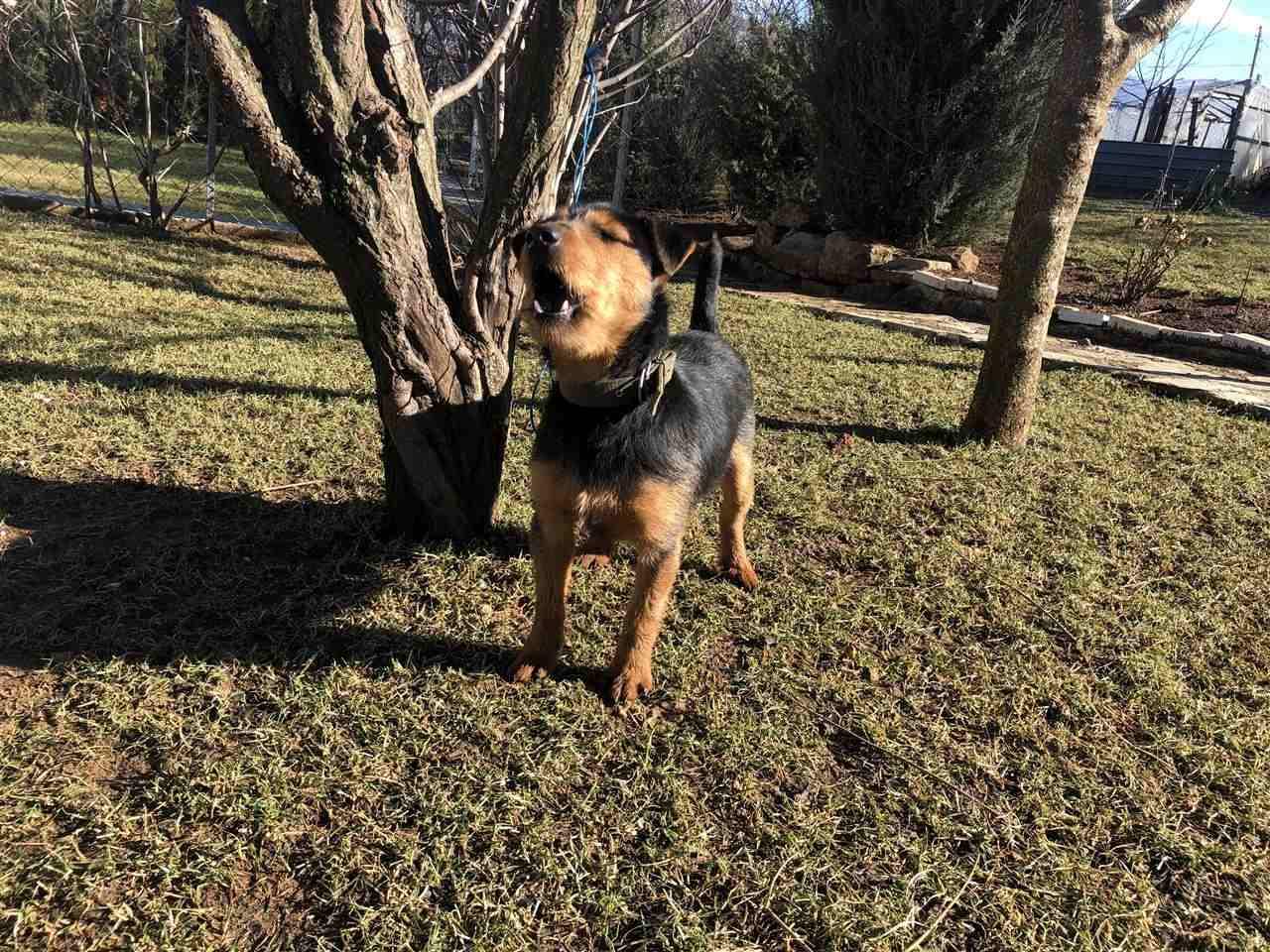 Terrier
