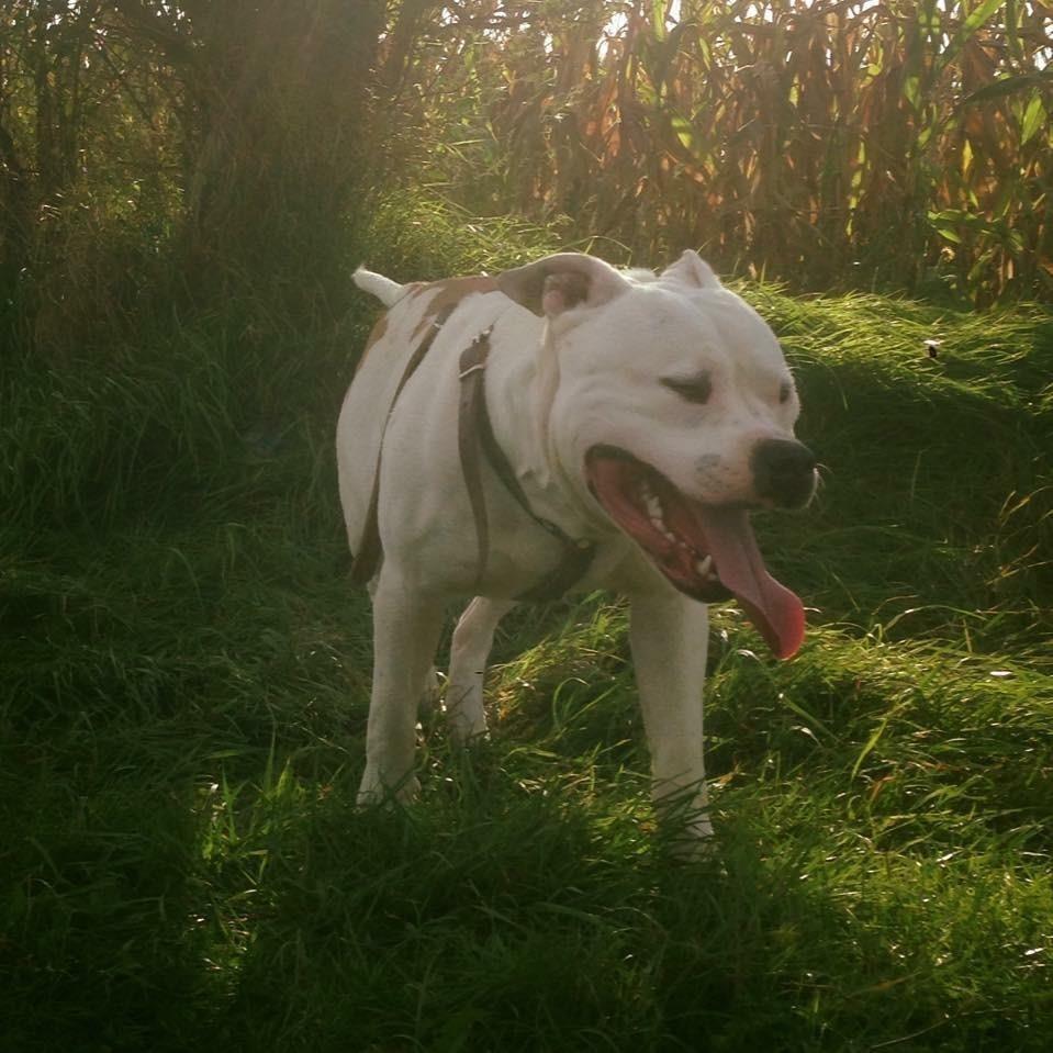 Pitbull-amstaff