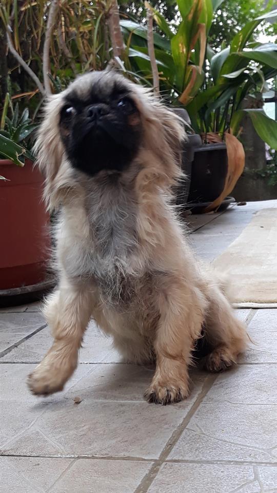 Qen-pekinizer