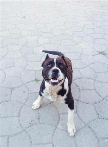 Pitbull-