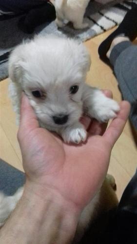 Maltezer