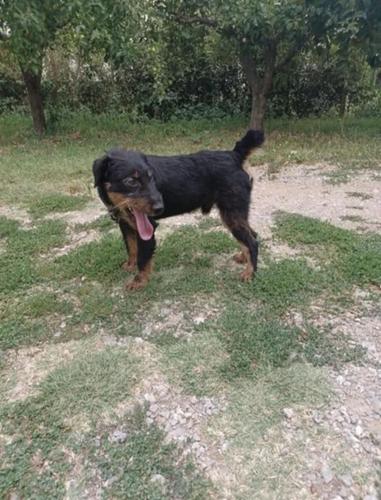 Terrier