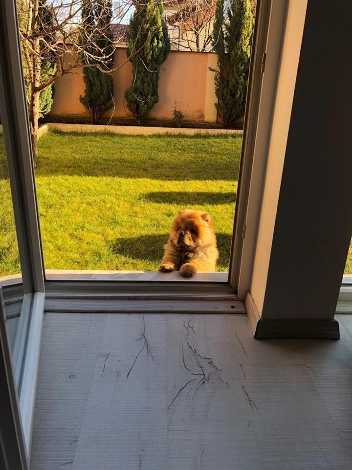 Chow-chow