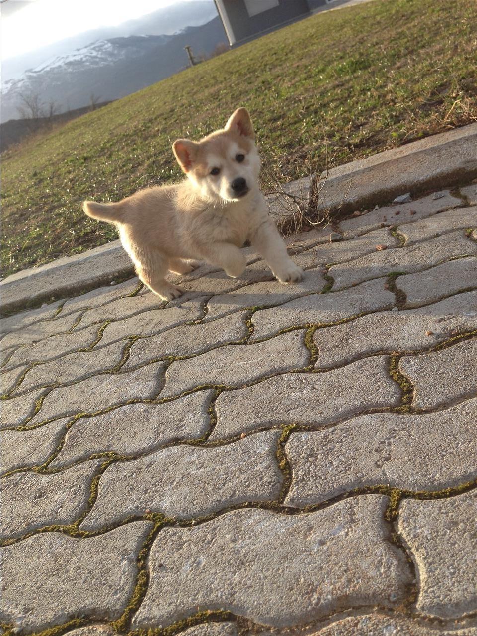 BUDDY-
