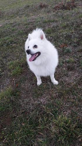 German spitz