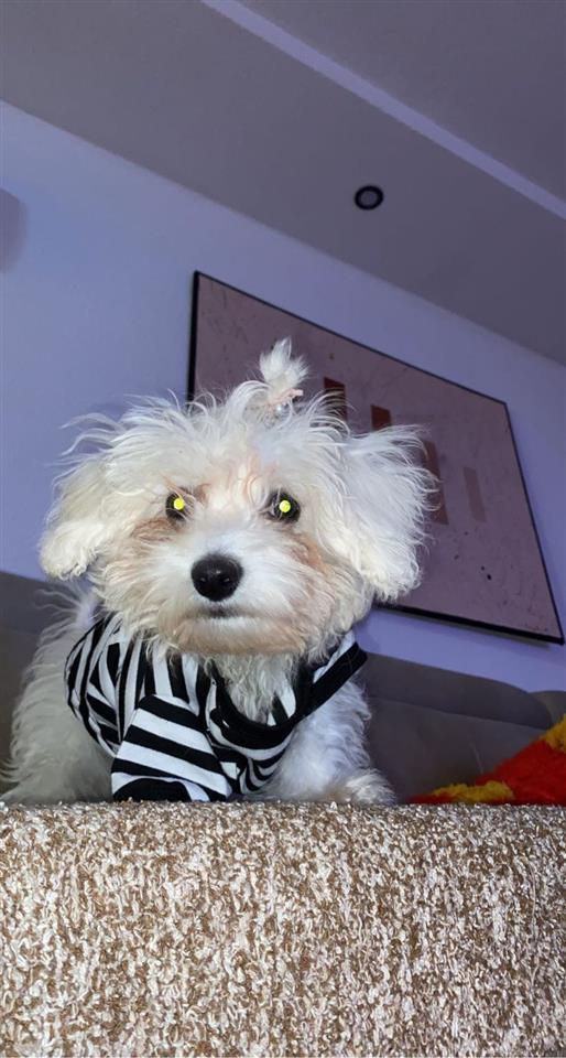 Maltezer