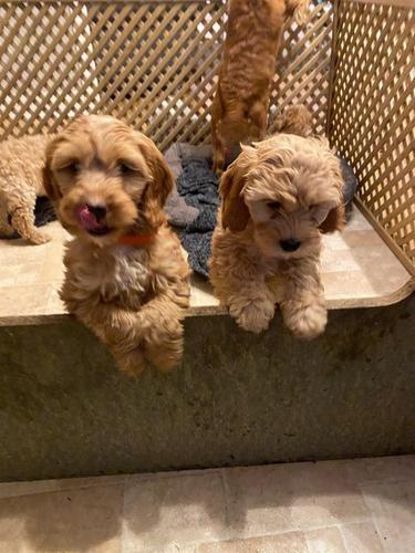 Cavapoo