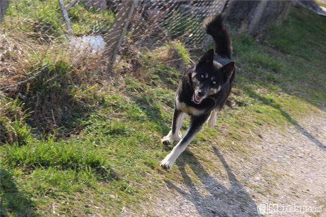 Husky