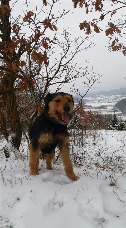 Terrierk