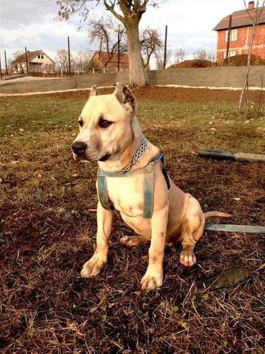 Pitbull 