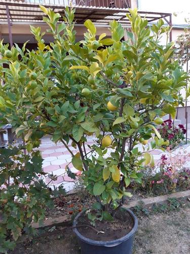 Limon