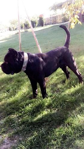 Cane corso