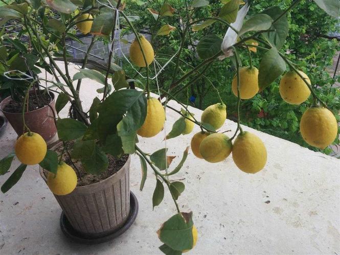 Bimet e limonave