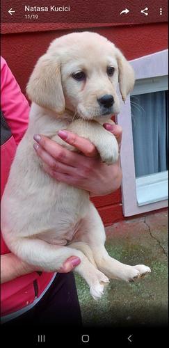 Labrador