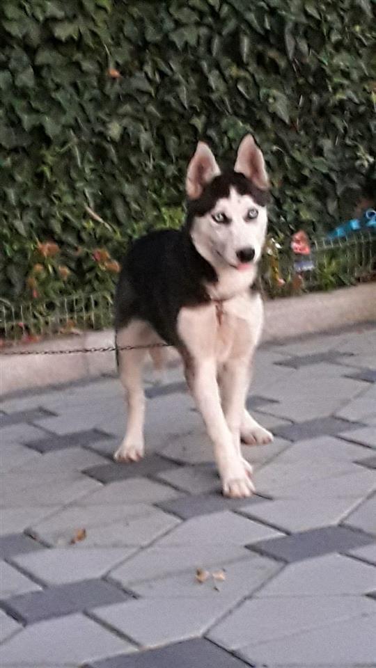 Haski