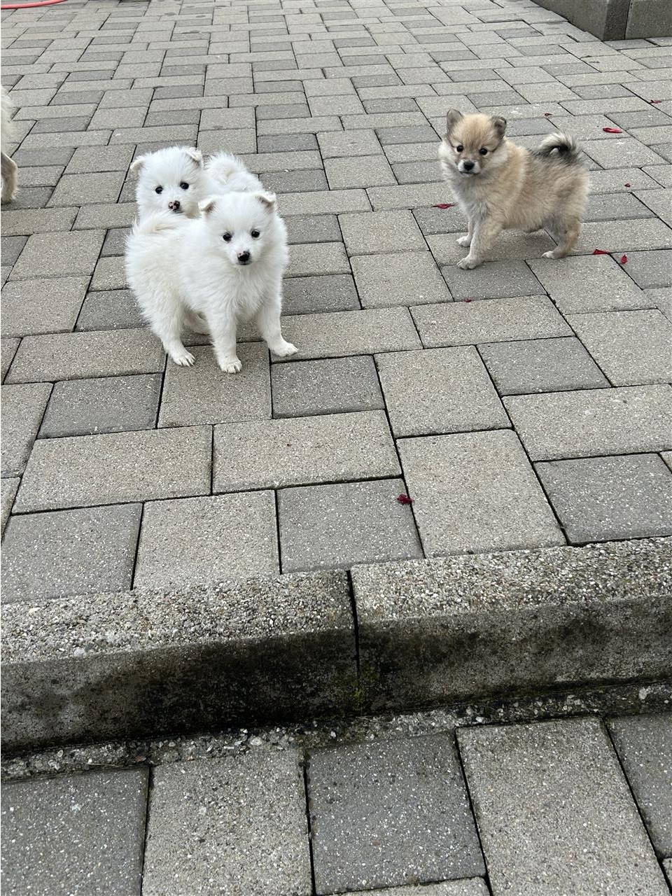 -minispitz-pomeriam