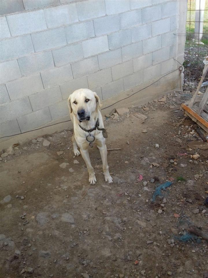 Qenin