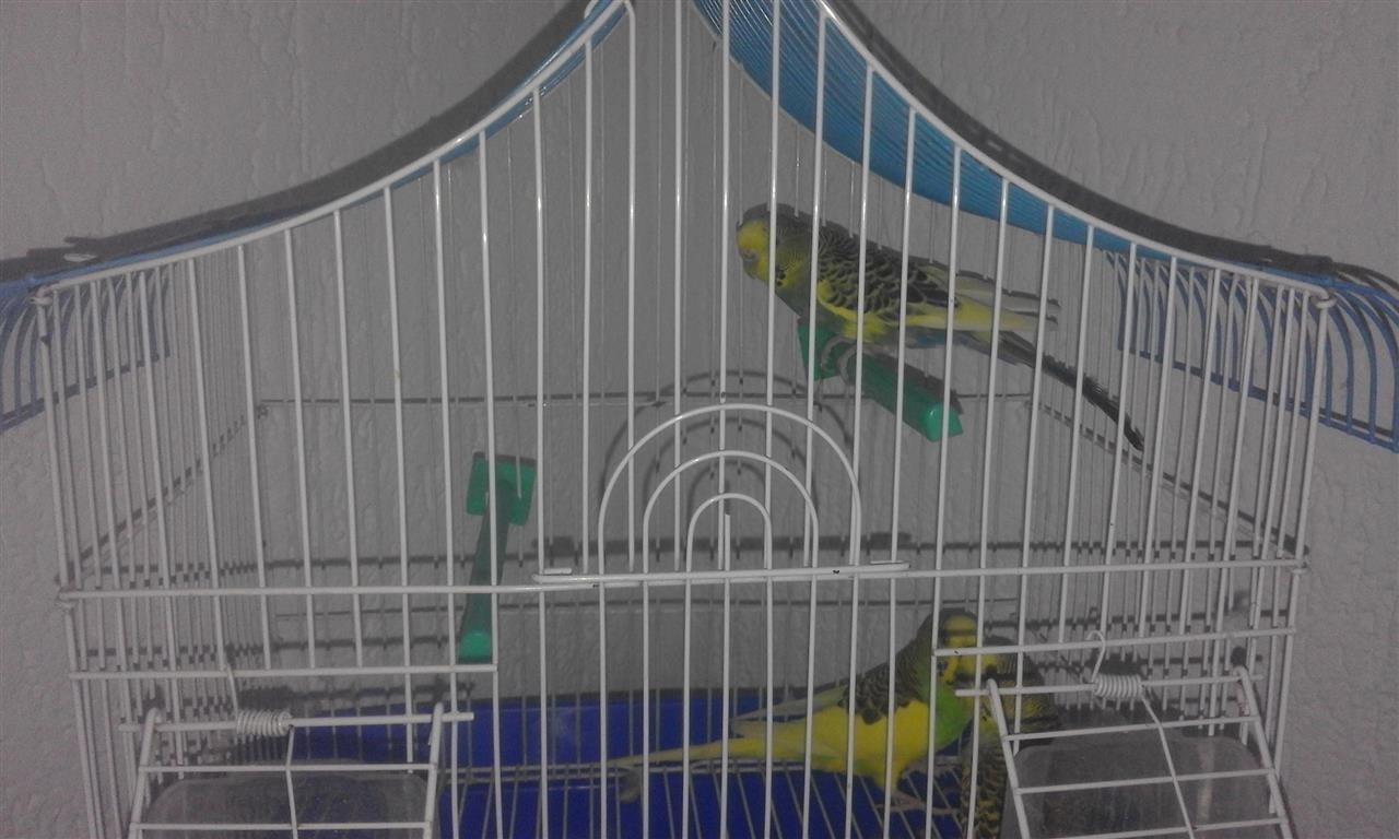 Papagallat-