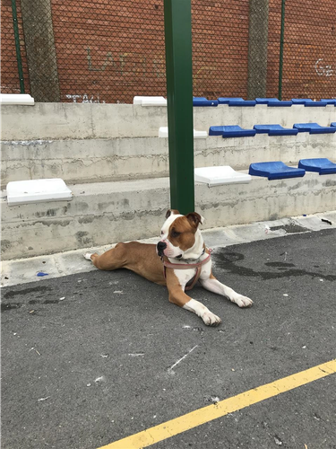 pitbull amstaff qift