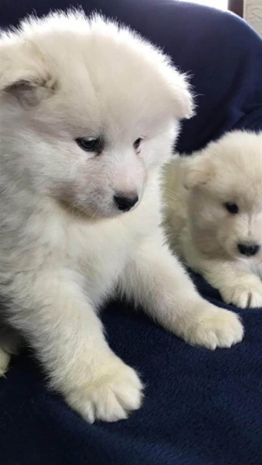 Samoyed-