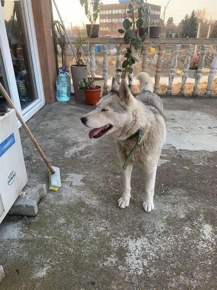 Husky