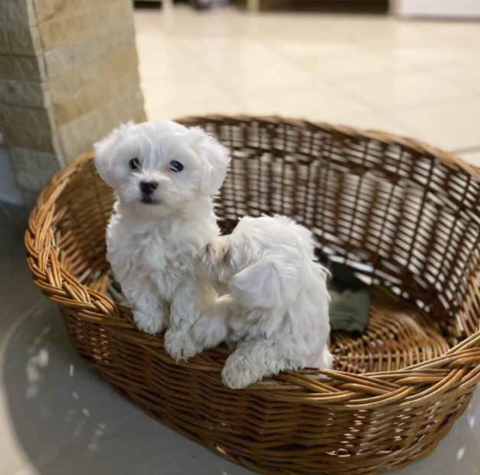 Maltezer