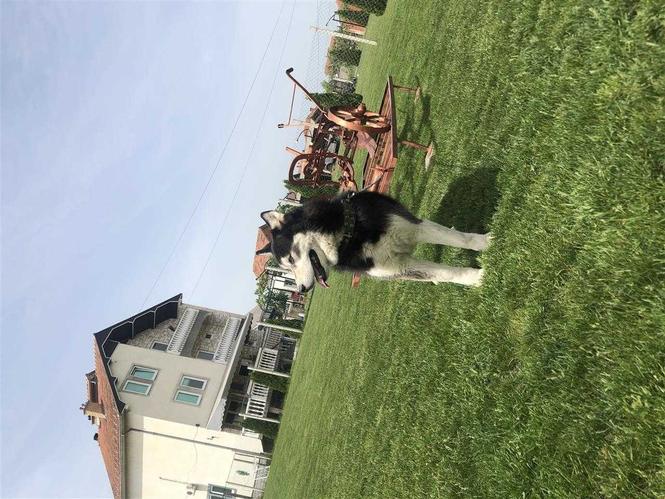 Husky