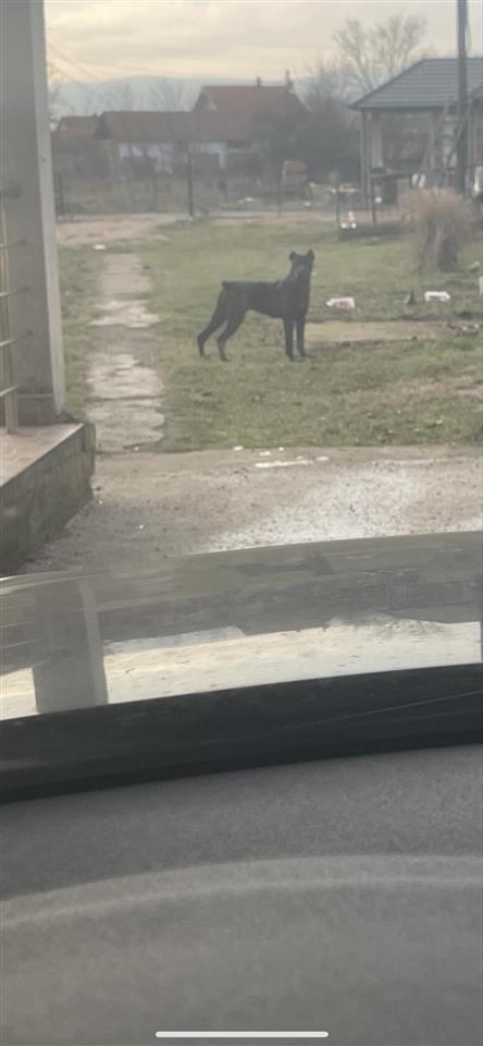 Cane-Corso