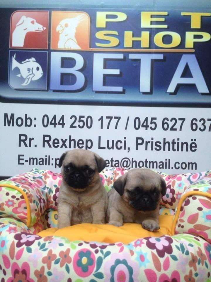 Mops-Pug
