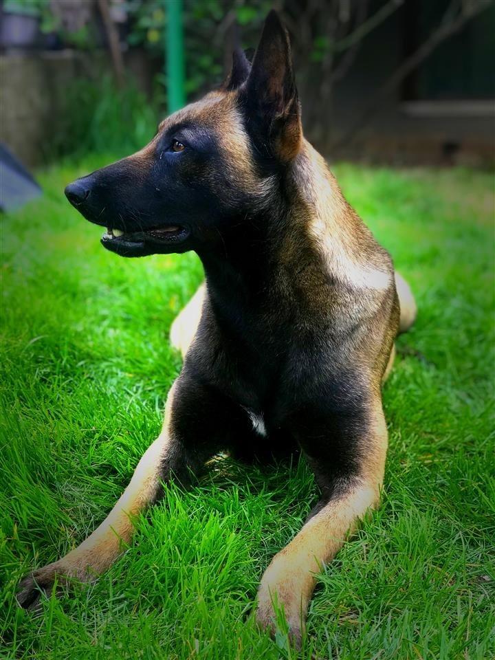 Belgian-Malinois