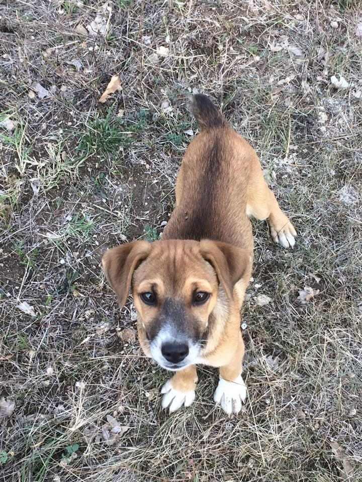 Roki