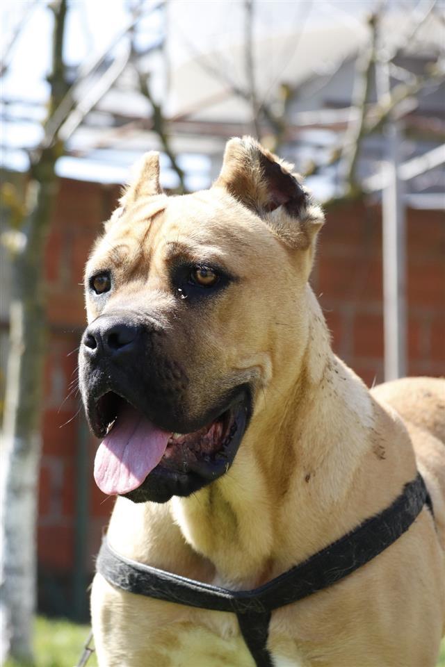 Cane-croso