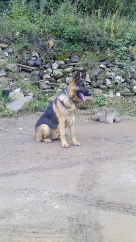 Qen Gjerman