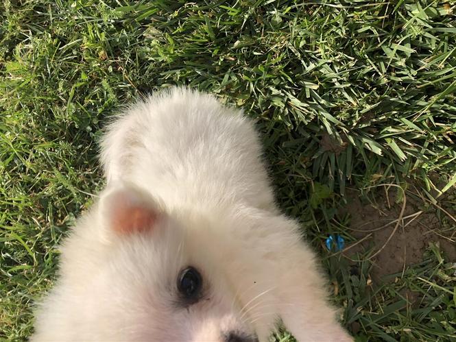 German spitz