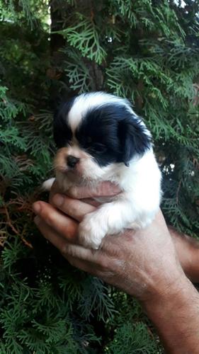 Pekinizer 