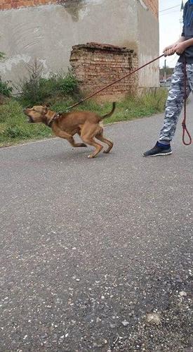 pitbull