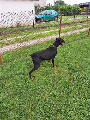 Doberman