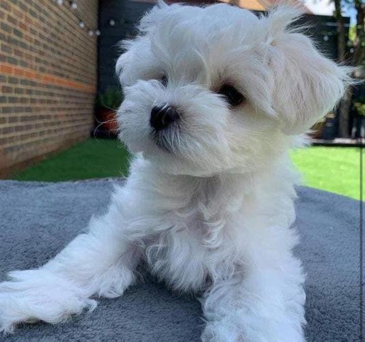 Maltese