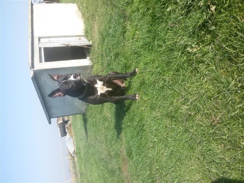 PITBULL