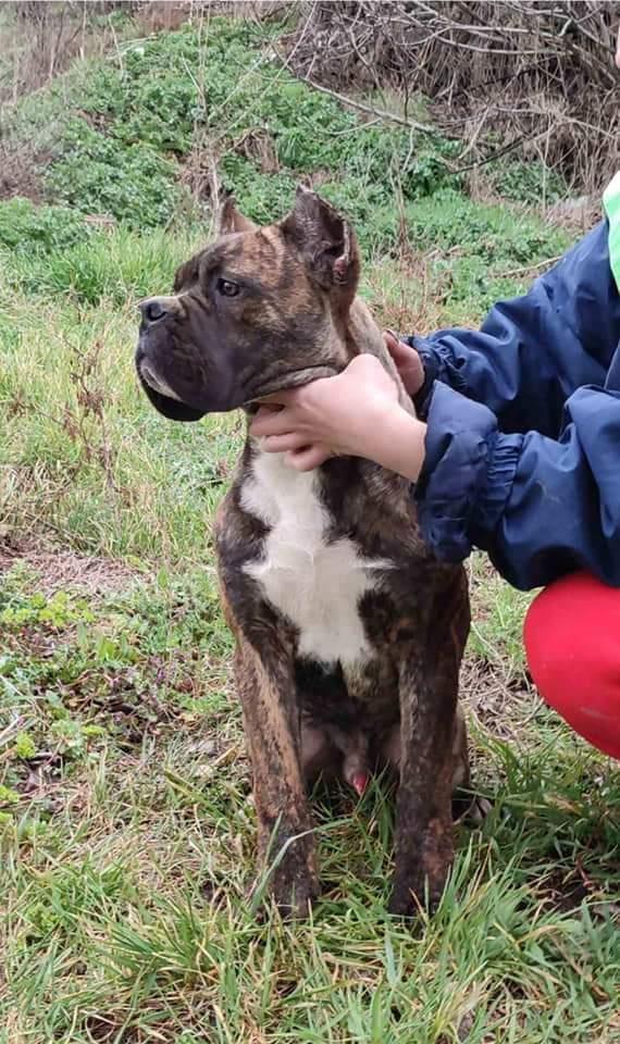 Cane-corso