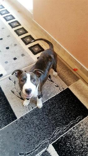 Pitbull