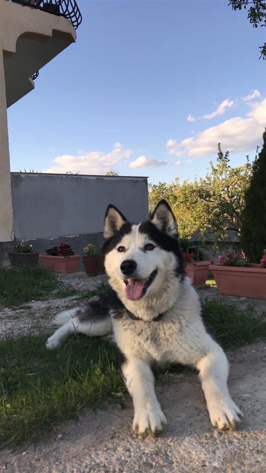 Haski