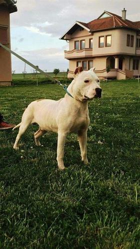 Pitbull 
