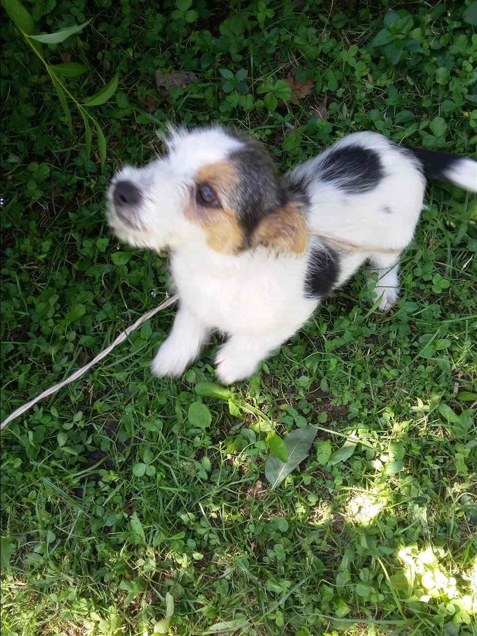 Qen-terrier