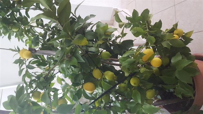 Limon