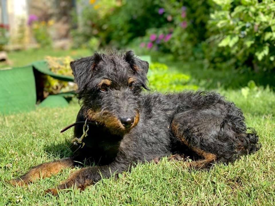 Terrier